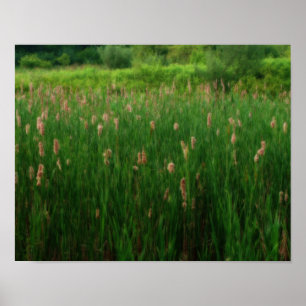 Póster Pond Of Fluffy Cattails Efecto Orton