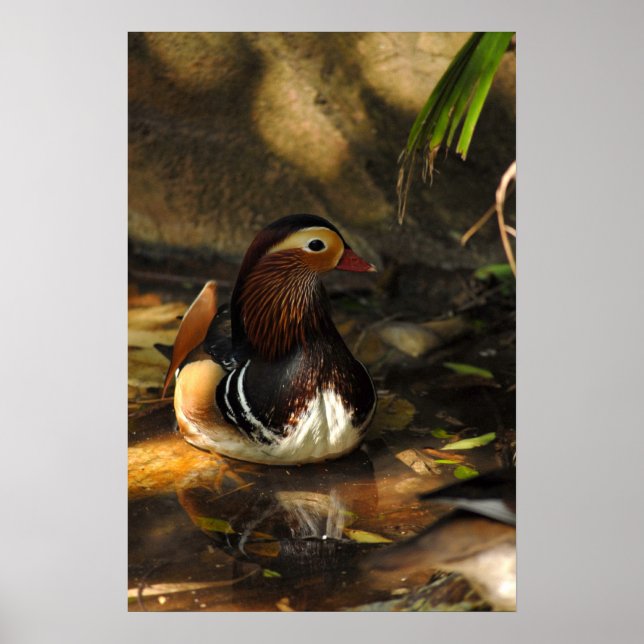 Póster Pond Pond (Frente)