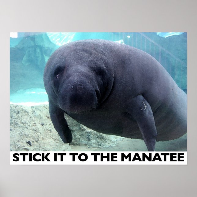 Póster PONERLO AL poster MANATEE (Frente)