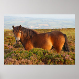 Póster poni de Exmoor, caballo, Somerset, Inglaterra