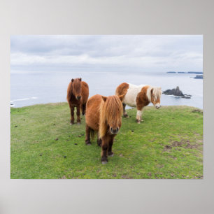 Póster Poni de Shetland en pastizal cerca de acantilados 