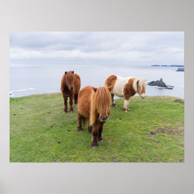 Póster Poni de Shetland en pastizal cerca de acantilados  (Frente)