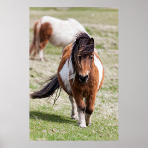 Póster Poni de Shetland, Islas Shetland