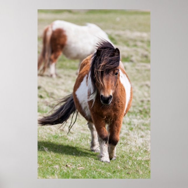 Póster Poni de Shetland, Islas Shetland (Frente)