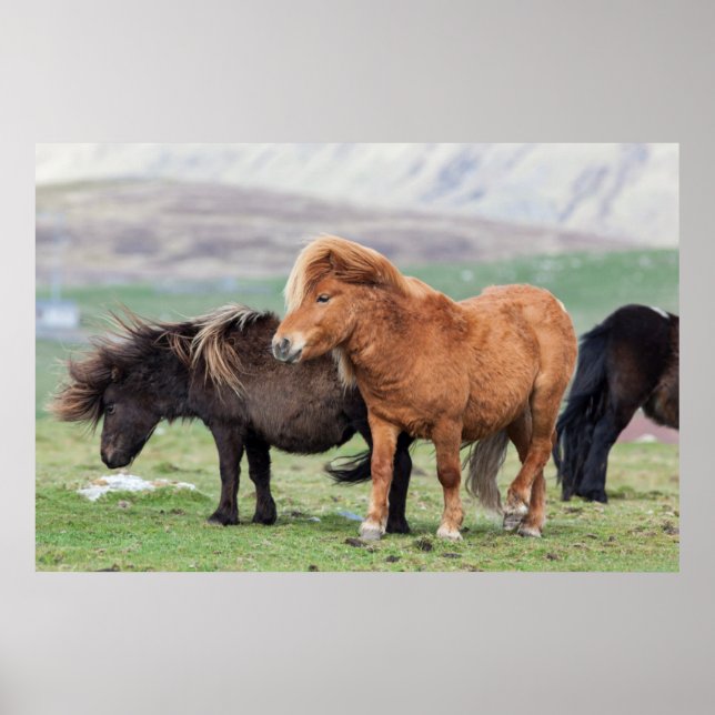 Póster Poni de Shetland, Islas Shetland, Escocia 2 (Frente)