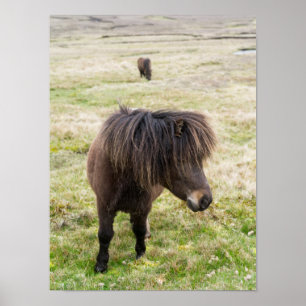 Póster Poni de Shetland, Islas Shetland, Escocia 3