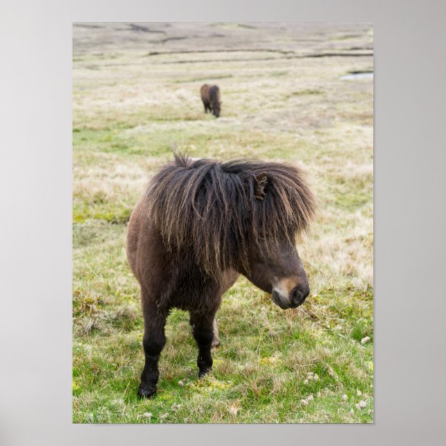 Póster Poni de Shetland, Islas Shetland, Escocia 3 (Frente)