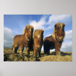 Póster Poni de Shetland, tierra firme de las Islas Shetla