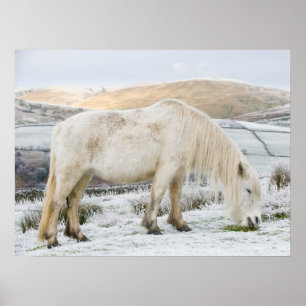 Póster Poni Fell blanco en páramo en invierno