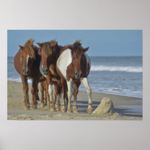 Póster Ponios salvajes de Chincoteague en la playa de la