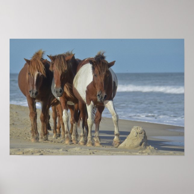 Póster Ponios salvajes de Chincoteague en la playa de la  (Frente)