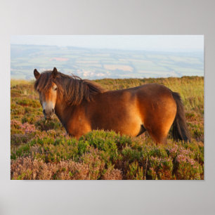 Póster Pony de exmoor, caballo, Somerset, Inglaterra