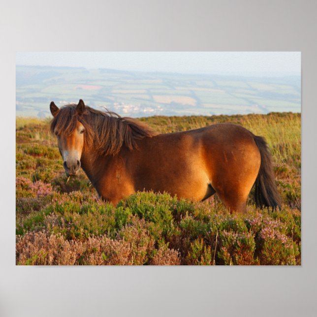 Póster Pony de exmoor, caballo, Somerset, Inglaterra (Frente)