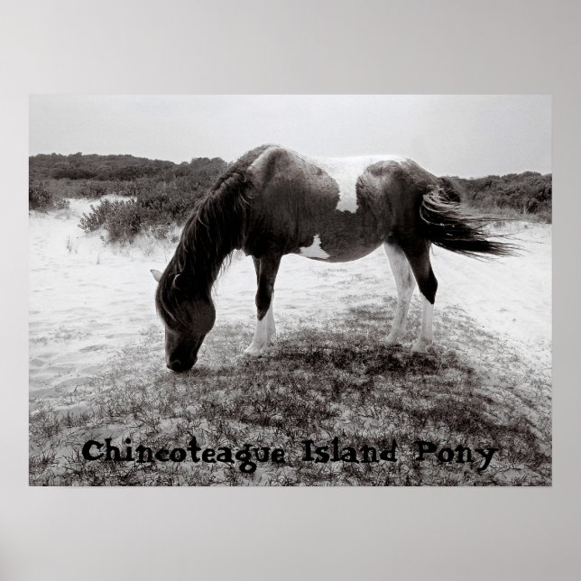 Póster Pony de la Isla Chincoteague (Frente)