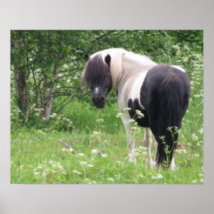 Póster Pony de pintura negra y blanca en hierba y flores