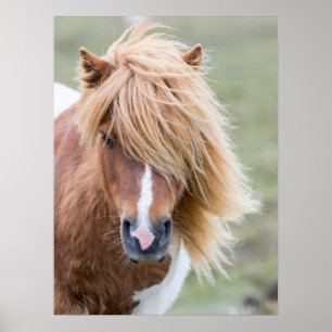Póster Pony de Shetland en la isla de Unst