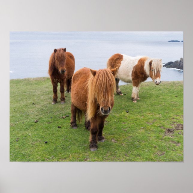 Póster Pony de Shetland sobre la pastelería cerca de alto (Frente)
