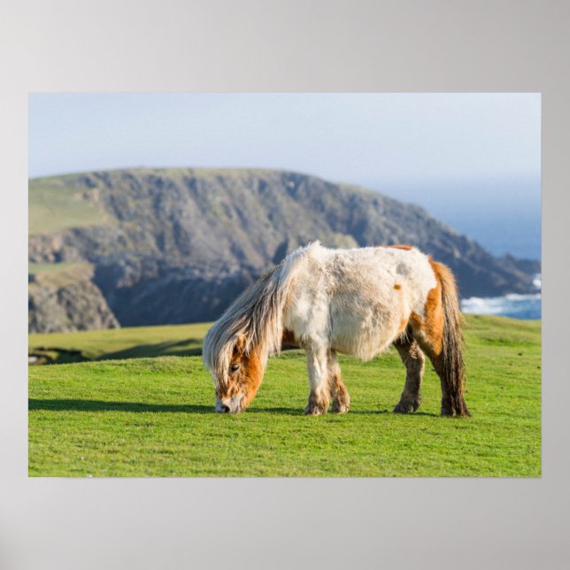 Póster Pony de Shetland sobre la pastelería cerca de alto (Frente)