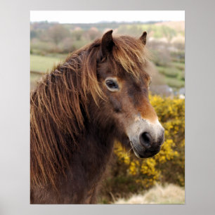 Póster Pony Exmoor