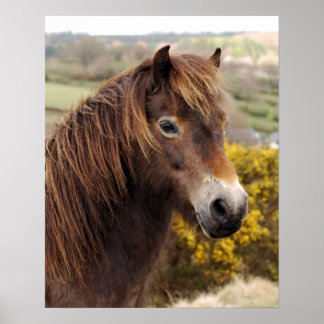 Póster Pony Exmoor