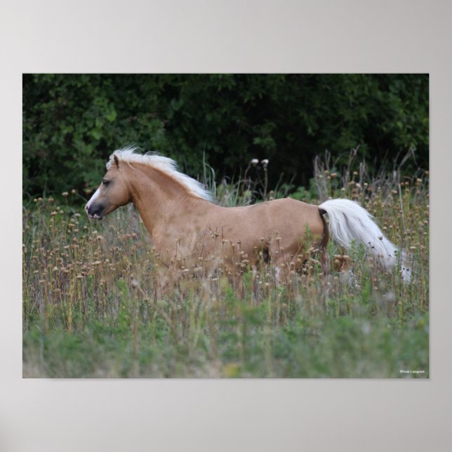 Póster Pony galés de Palomino Corriendo En Larga Grasa (Frente)