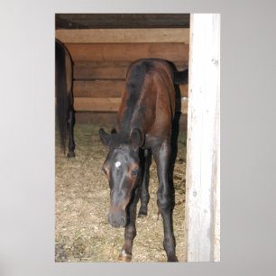 Póster Pony/Horse