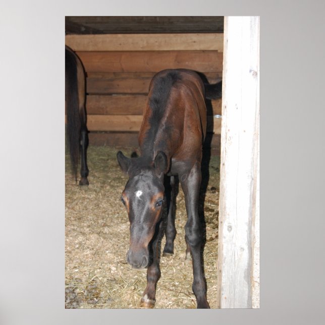 Póster Pony/Horse (Frente)