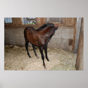 Póster Pony/Horse