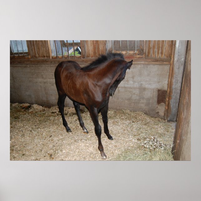 Póster Pony/Horse (Frente)