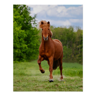 Póster Pony islandés en un divertido caballo de fotos de