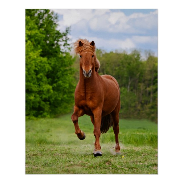 Póster Pony islandés en un divertido caballo de fotos de  (Anverso)