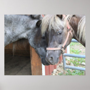 Póster Pony Nuzzle