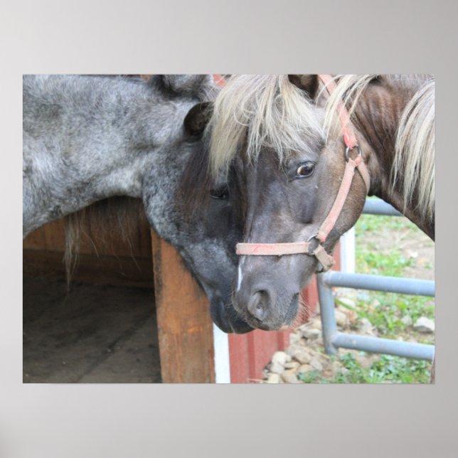Póster Pony Nuzzle (Frente)