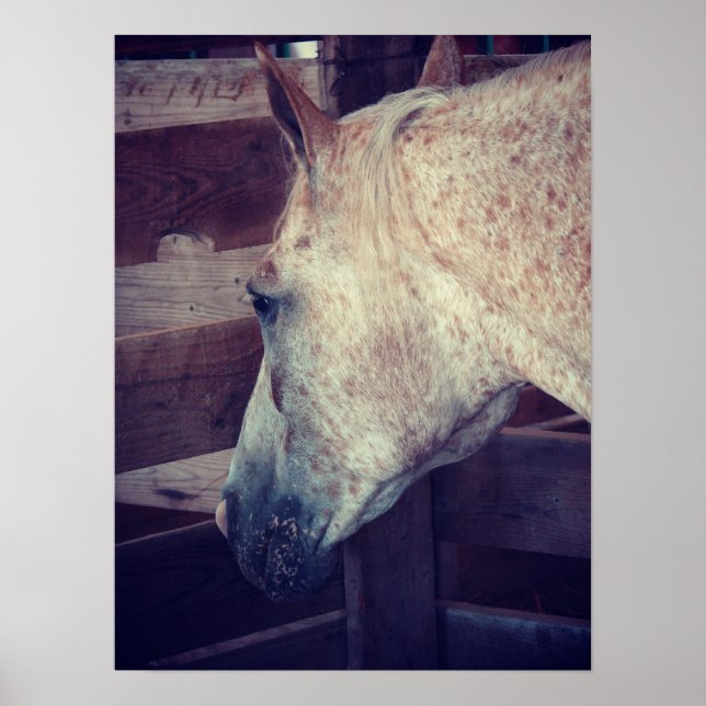 Póster Pony of Americas in Stall (Frente)