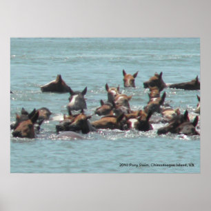 Póster Pony Swim 2010, Chincoteague Island, VA