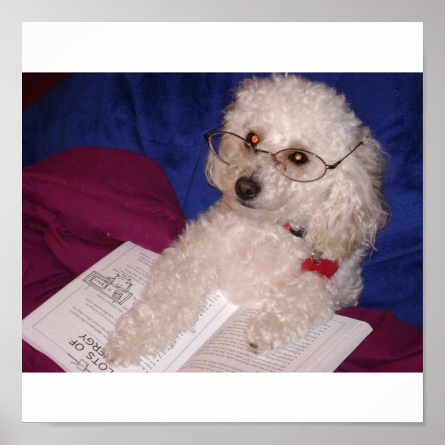 Póster Poodle (Frente)