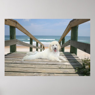 Póster Póodle En El Poster Del Paseo Marítimo