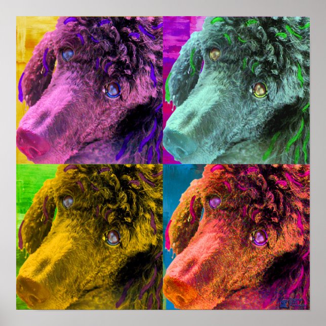 Póster Poodle Pop Art Colorous Style (Frente)