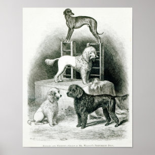 Póster Poodles and Whippet - Group of Mr. Walton's