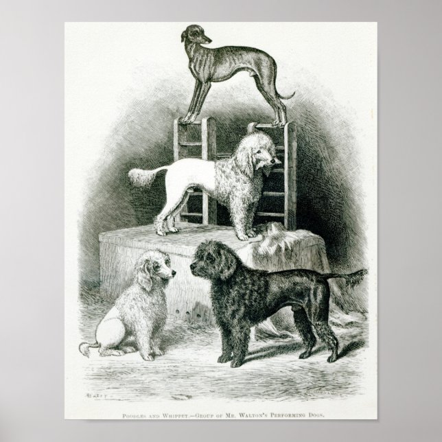 Póster Poodles and Whippet - Group of Mr. Walton's (Frente)