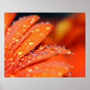 Póster Pop naranja
