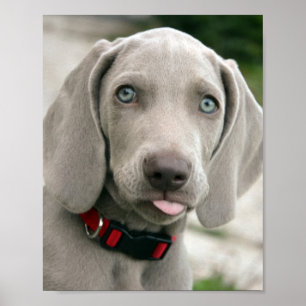 Póster Popa adorable weimaraner
