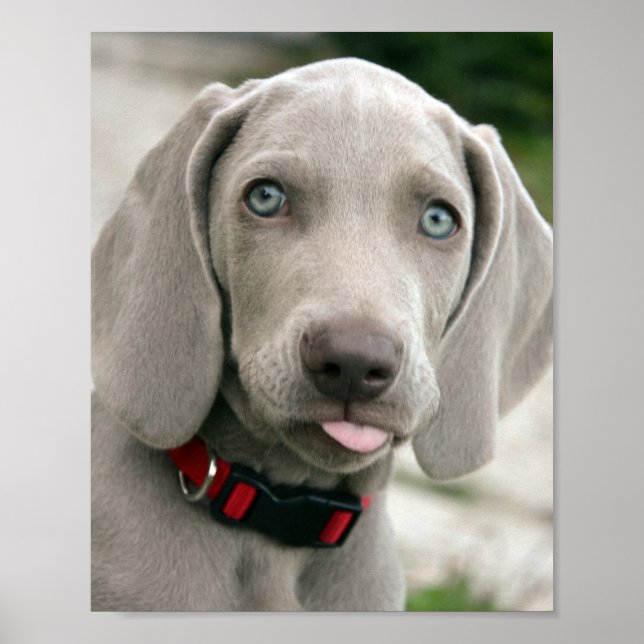 Póster Popa adorable weimaraner (Frente)