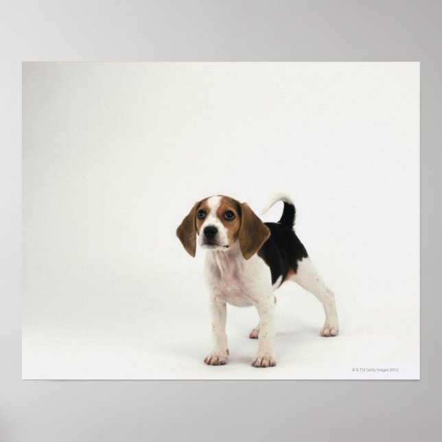 Póster Popa beagle (Frente)
