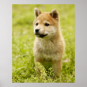 Póster Popo chiba