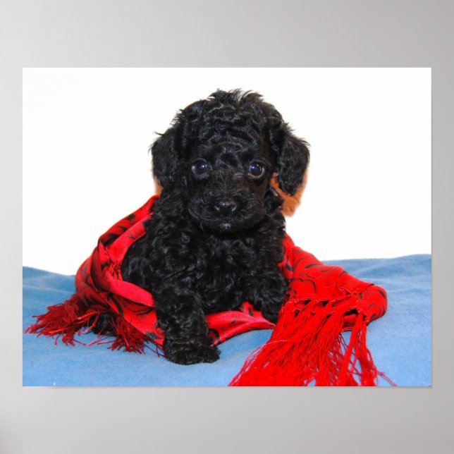 Póster Popo de juguete negro con bufanda roja (Frente)