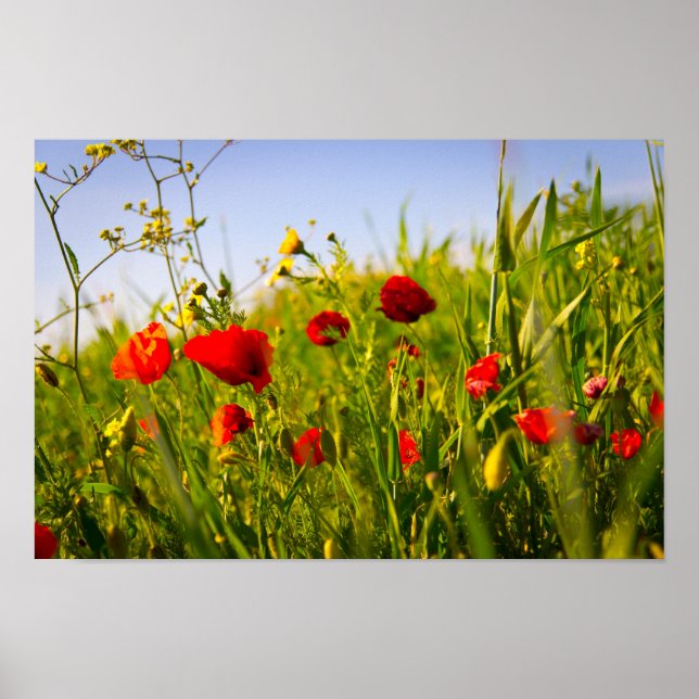 Póster Poppies (Frente)