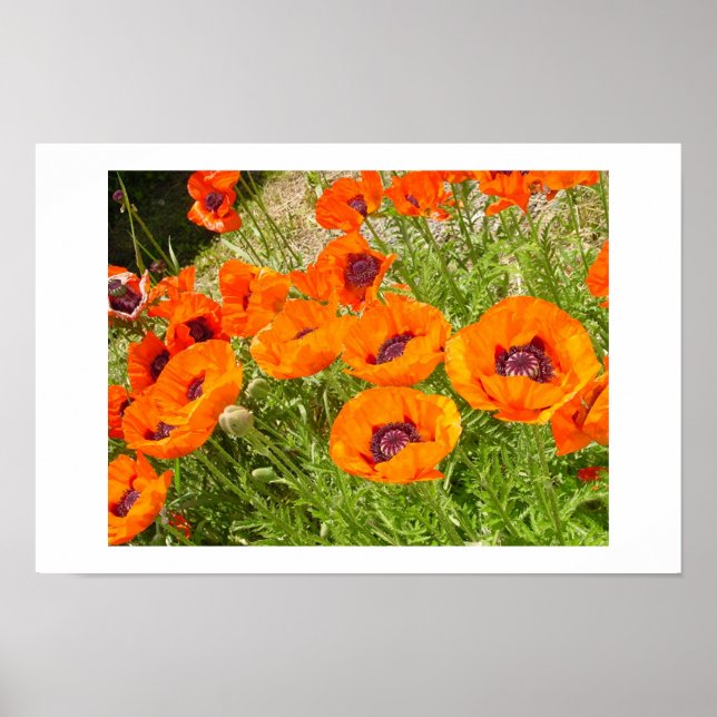 Póster Poppies (Frente)