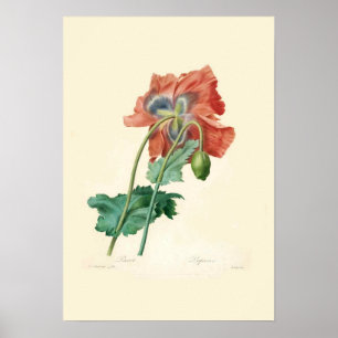 Póster Poppies