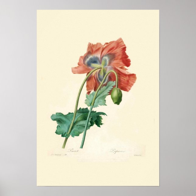 Póster Poppies (Frente)